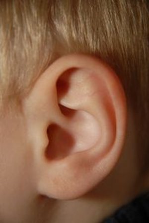 Stammzellen: Ohren aus dem eigenen Fettgewebe – Knorpel werden unter die Haut implantiert – Erleichterung für Kinder