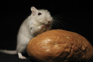 Protein als revolutionäres Jugendelixier identifiziert – SIRT1 führt zu Verlängerung der Lebenserwartung bei Mäusen