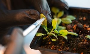MIT-Forscher verleihen Pflanzen Superkräfte – Neues Verfahren nutzt Nanotechnologie für verbesserte Fähigkeiten