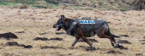 NABU schafft kugelsichere Westen für Wölfe an – Unkonventionelle Schutzmethode soll Fortbestand der Tiere sichern helfen