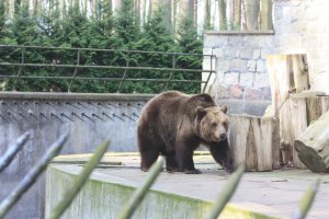 VIER PFOTEN bietet Hanna ein neues Zuhause im BÄRENWALD Müritz