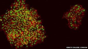 Menschliche Haut aus Stammzellen hergestellt – Alternative zu Tierversuchen bei der Erprobung von Medikamenten