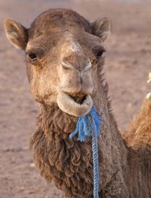 MERS-Virus: Saudi-Arabien führt Maskenpflicht ein – Kamele gelten aktuellen Erkenntnissen zufolge als Überträger des Virus