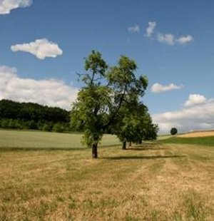 Weizenfeld: sollte nicht gepflügt werden (Foto: pixelio.de, angieconscious)