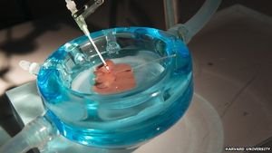 Transplantation: „Supercooling“ hält Organe frisch – Minus sechs Grad und Nährstoffe erlauben Lagerung für drei Tage
