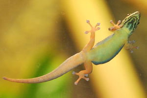 Geckos kleben förmlich an Oberflächen (Foto: pixelio.de, Andreas Geck)