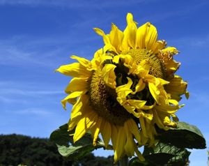 Sonnenblume: Licht und Ernährung wichtig (Foto: pixelio.de, uschi dreiucker)