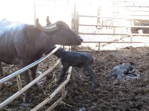 1 Büffel-Mutter mit totem Kalb (c) VIER PFOTEN International