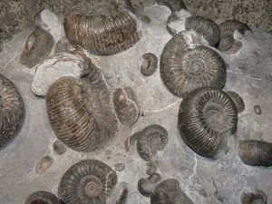 Fossilien: Forscher haben neue Art identifiziert (Foto: pixelio.de, D. Schütz)