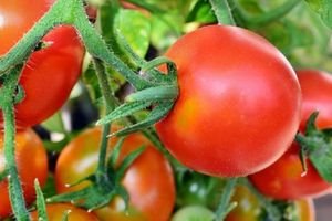 Prostatakrebs: Tomaten senken Risiko signifikant – Mediziner empfehlen mehr als zehn Portionen pro Woche zu essen