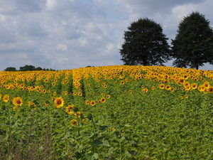 Sonnenblumen: Rivale für Palmöl-Geschäft (Foto: pixelio.de/u.dreiucker)