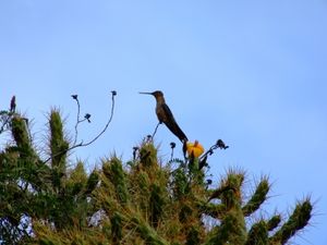 Kolibri auf einem Baum: wählt artenreiche Route (Foto: pixelio.de, rebel)