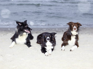 Hunde und Pferde am Strand der Lübecker Bucht