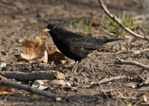 Künstliches Licht: Vögel suchen länger nach Futter – Straßenbeleuchtung als Problem – Vor allem männliche Tiere nachtaktiver