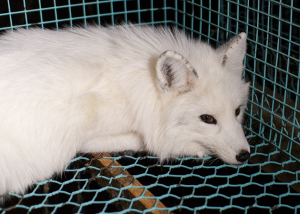 VIER PFOTEN fordert Burberry auf, den Verkauf von Echtpelz zu stoppen und Fuchs „Kimi“ zu retten