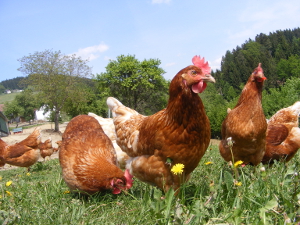Freiland-Eier von Hühnern mit ungekürzten Schnäbeln – VIER PFOTEN begrüßt Vorstoß der Supermarktkette Kaufland