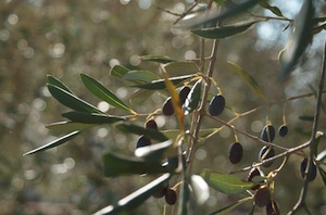 Seuchenalarm: Bakterium bedroht Olivenernte – EU-Kommission will zur Eindämmung über eine Mio. Bäume fällen lassen