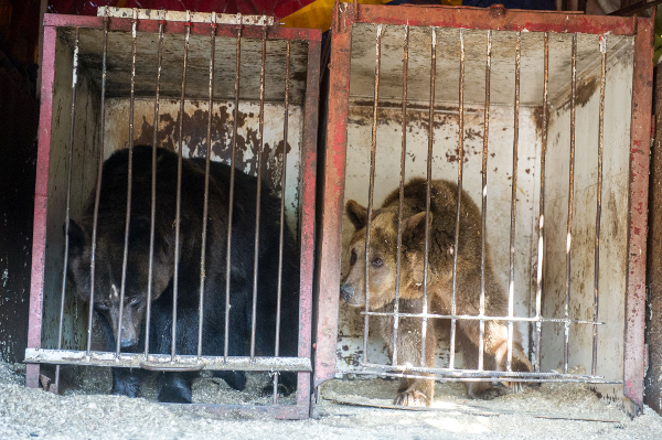 Rettung in letzter Minute: Deutscher Bärenexperte von VIER PFOTEN rettet Käfig-Bären in der Ukraine – „Julia“ und Zoya“ drohte bereits der Verkauf an eine illegale Kampfbärenstation