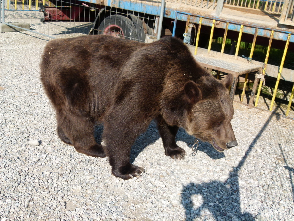 Erfolg! Zirkus Luna gibt Bären ab –  VIER PFOTEN dringt weiter auf bundesweites Wildtierverbot