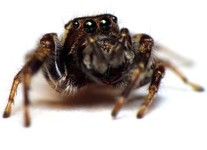 Pestizide treiben Spinnen in den Wahnsinn  – Verhaltensmuster gehen verloren, Jagdtrieb eingeschränkt