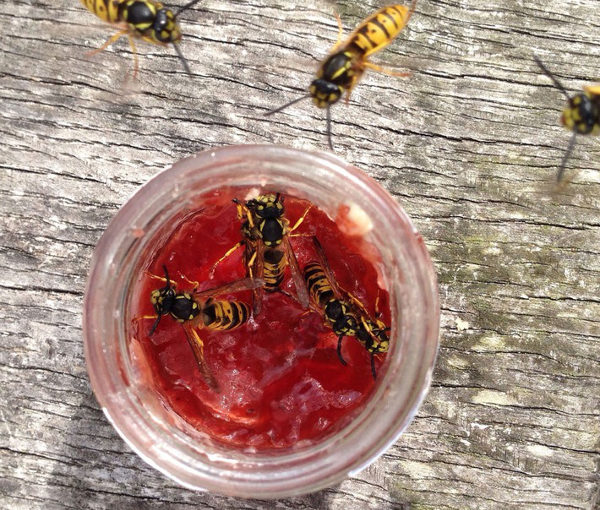 Wespenalarm im August: Fünf Tipps gegen Wespenstiche