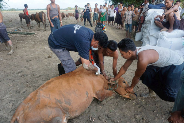 Hilfe in Myanmar erfolgreich: VIER PFOTEN versorgt über 13.000 Nutztiere