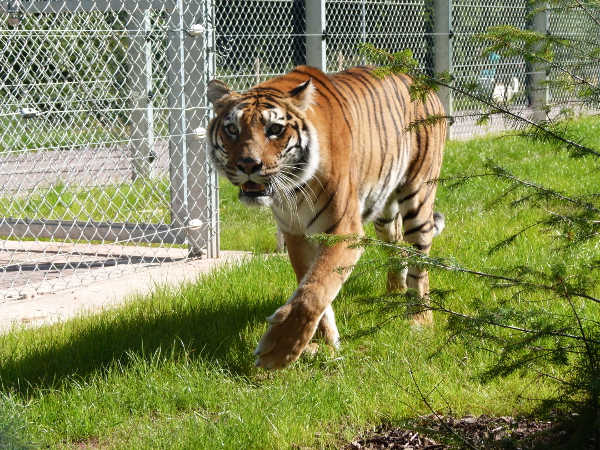 VIER PFOTEN rettet letzten bulgarischen Zirkus-Tiger – Tigerin Varvara wurde in die neue Großkatzenstation in Rheinland-Pfalz überführt