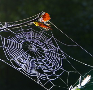 Neue Spinnennahrung erzeugt Garn fest wie Stahl – Immense Anwendungsvielfalt