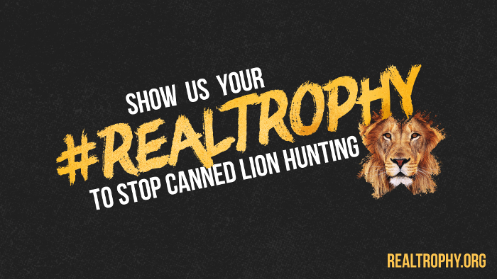 #RealTrophy: VIER PFOTEN startet neue Online-Kampagne gegen Canned Lion Hunting – Jeder kann jetzt mit eigenem Trophäenbild gegen die Löwenjagd in Südafrika protestieren