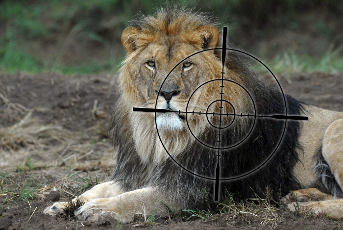 Fünf Monate nach Cecils Tod: USA will Löwen besser schützen – VIER PFOTEN begrüßt strengere Regelungen zur Trophäeneinfuhr