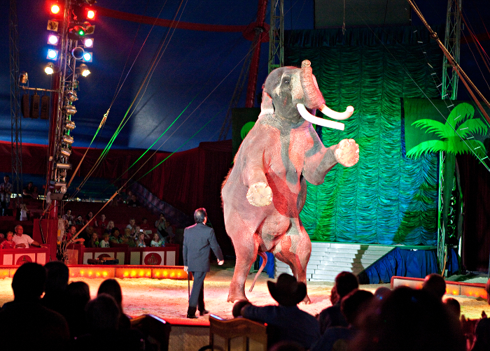 USA: Zirkus-Ikone ab jetzt ohne Elefanten in der Manege – VIER PFOTEN fordert Circus Krone auf, mit dem größten US-Zirkus gleichzuziehen