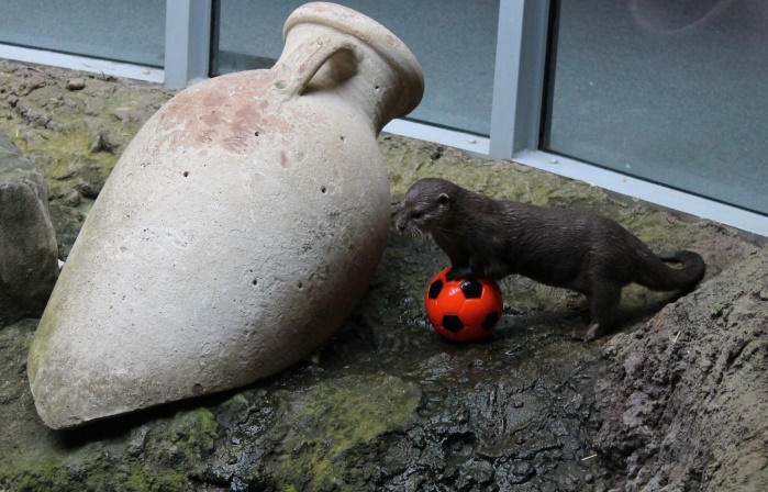 Zwergotter des SEA LIFE Timmendorfer Strand im Fußballfieber