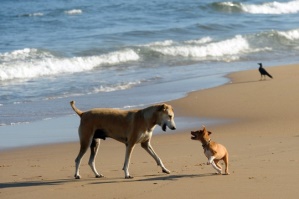 Das Risiko reist mit – Tierschutzexperten raten weiterhin vom Urlaub mit Hund in Dänemark ab