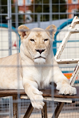 Welt-Löwen-Tag: Noch 60 Löwen in deutschen Zirkussen – VIER PFOTEN fordert Wildtierverbot