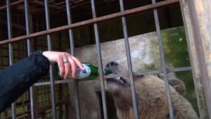 Neue Recherche: „Bier-Bären“ und „Selfie-Bären“ in Albanien – VIER PFOTEN fordert Ende der grausamen Bären-Haltung
