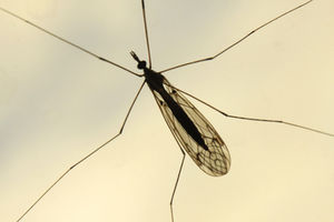 MIT-Forscher finden neuen Wirkstoff gegen Malaria – Nur eine einfache Dosis reicht aus – Erste Tests mit Mäusen erfolgreich