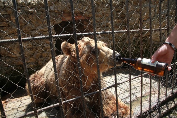 Gerettet: Bärin Gjina musste täglich bis zu 20 Bier trinken – VIER PFOTEN bringt misshandelte Bärin ins Bärenschutzzentrum