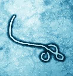 Antikörper von Pferden bekämpfen Ebola wirksam – Afrikanische Entwicklungsländer profitieren von Effizienz und Kosten