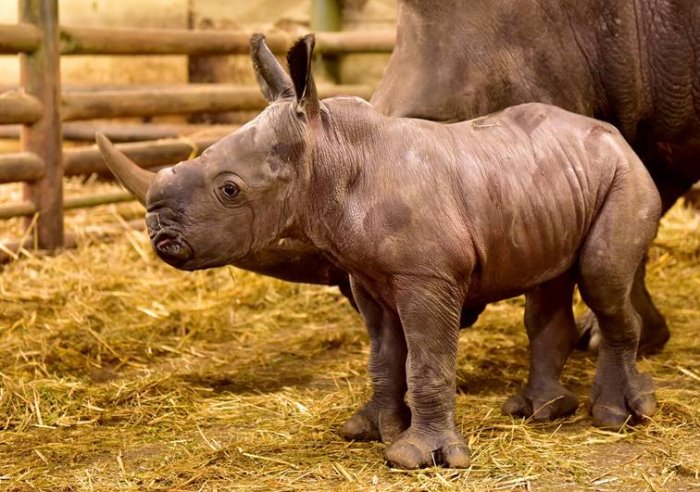 Dritte Nashorngeburt in Folge:  Der Serengeti-Park Hodenhagen hat ein junges Dickhäuter-Trio!