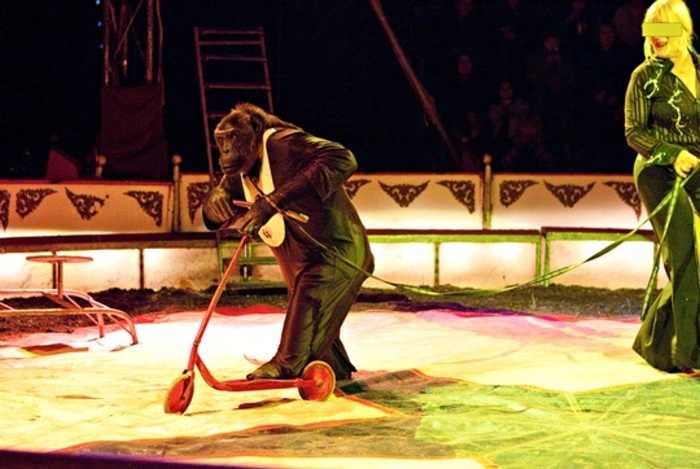 TERMIN: Gerichtsverhandlung um Zirkus-Schimpanse Robby – Verwaltungsgericht Lüneburg, 27. April 2017